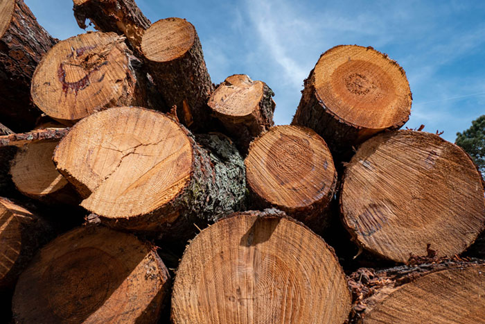 Abattage d'arbres