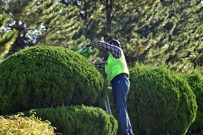 Homme en train de tailler une haie - Entretien des jardins