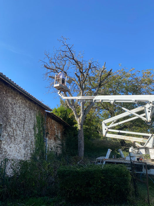Willy élagage dans une nacelle